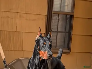 Doberman Pinscher dogs Doberman stud - Ad 2