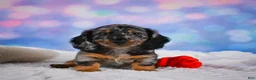 Miniature Dachshund dogs for sale: Rain - Ad 4