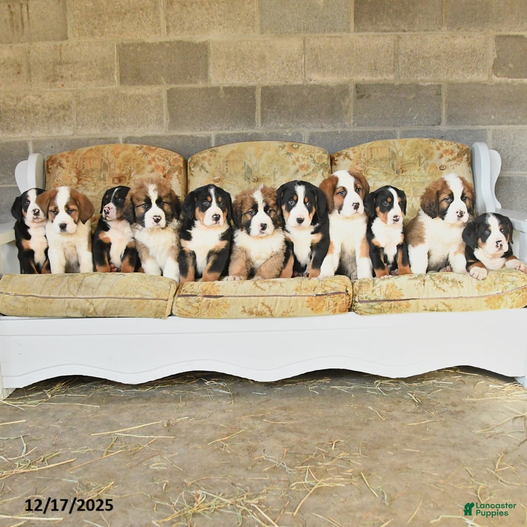 Mixed Breed dogs for sale: Bess  - Ad 3