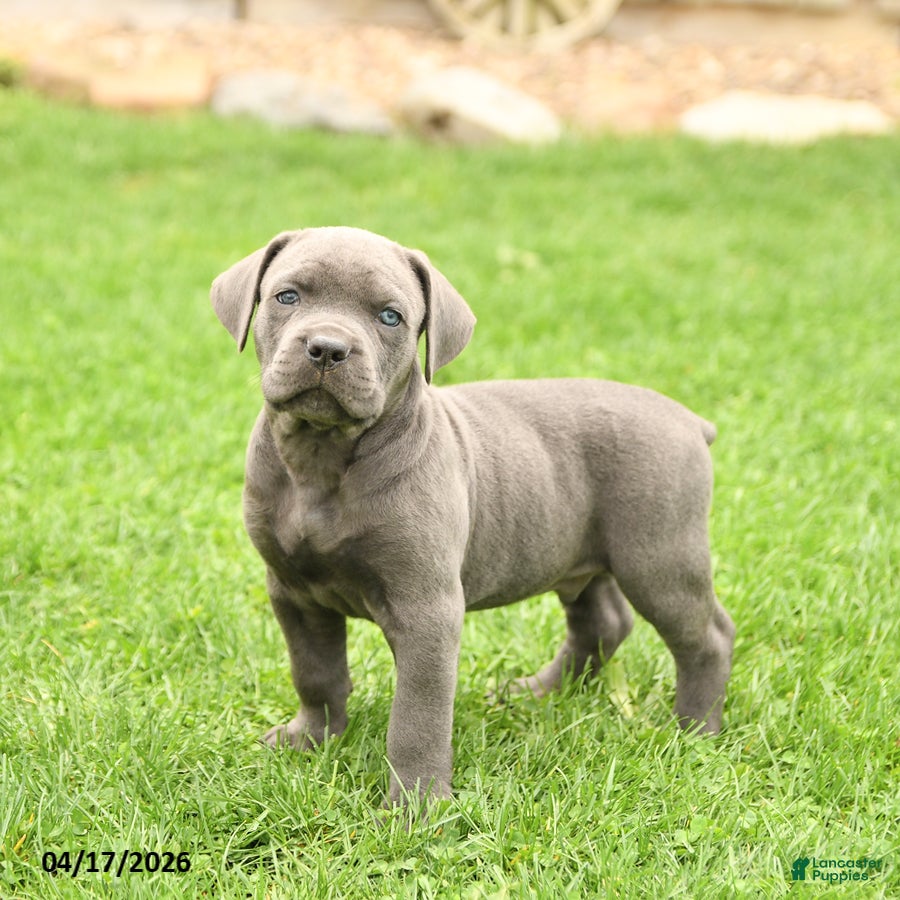 Cane Corso dogs Scott - Ad 1