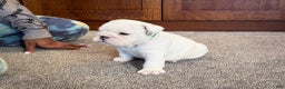 English Bulldog dogs for sale: Jasper - Ad 3