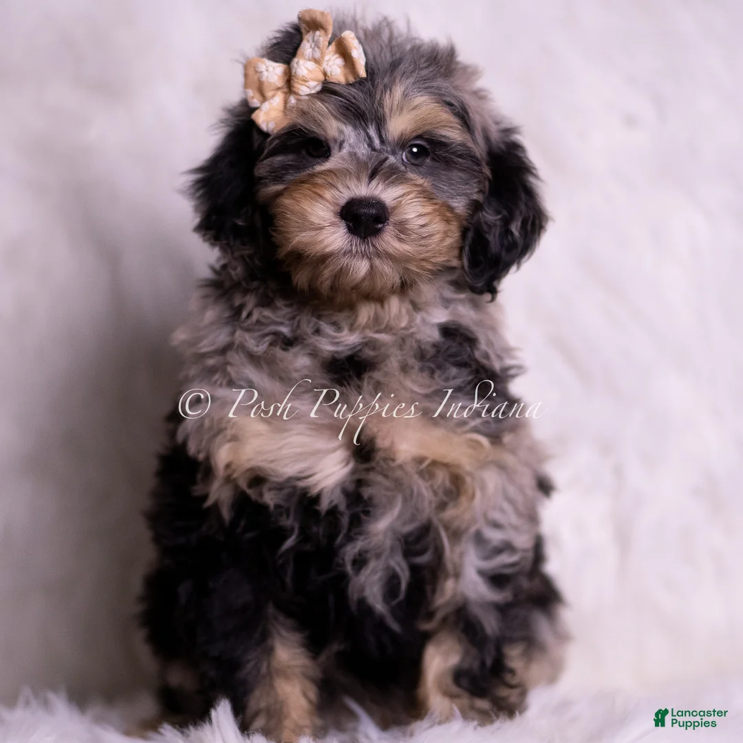 Mini Goldendoodle dogs for sale: Marco - Ad 1