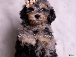 Mini Goldendoodle dogs Marco - Ad 9