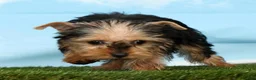 Yorkshire Terrier dogs for sale: Xana - Ad 3