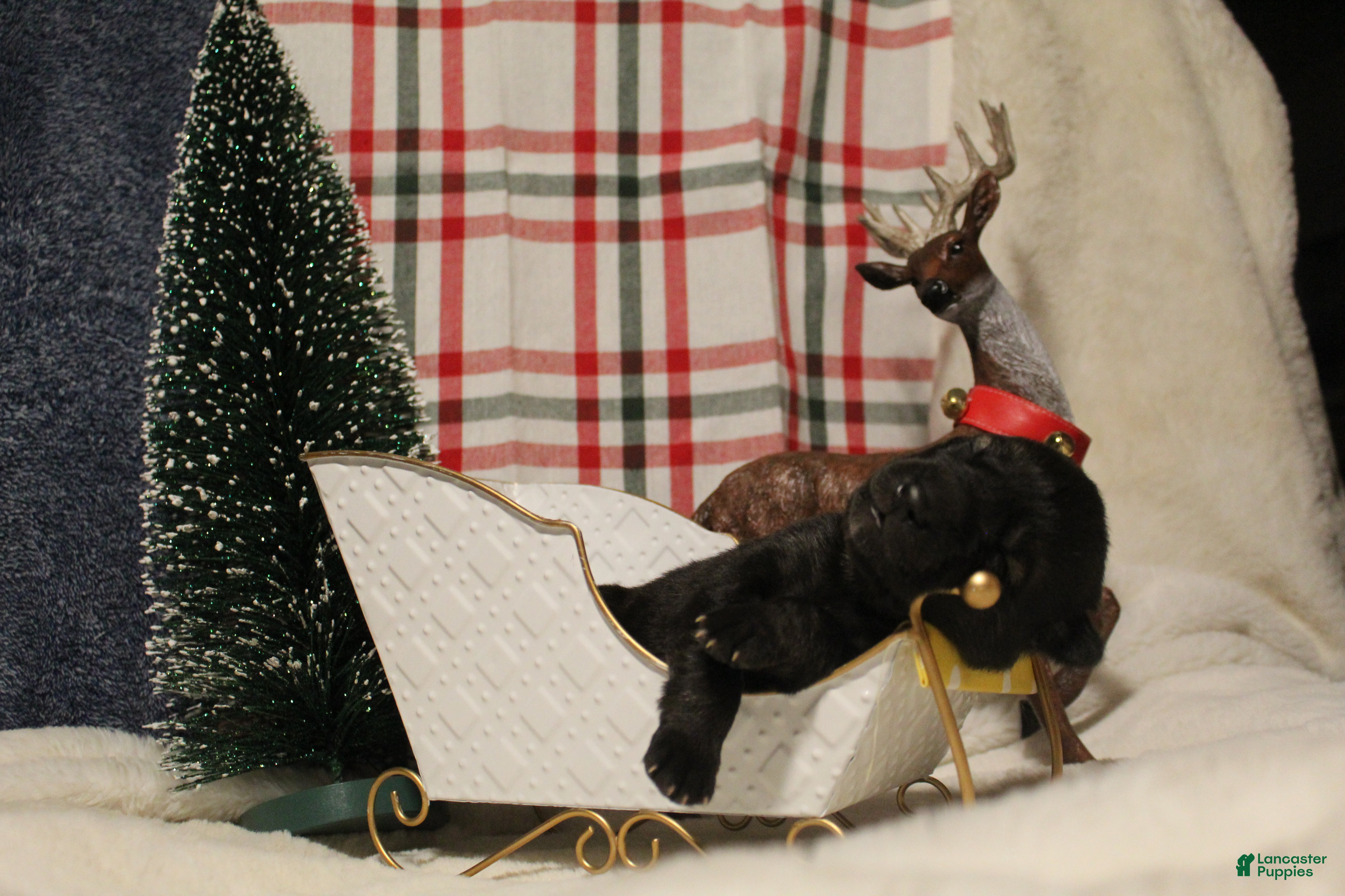 Gerberian Shepsky dogs 5 Yellow - Ad 16