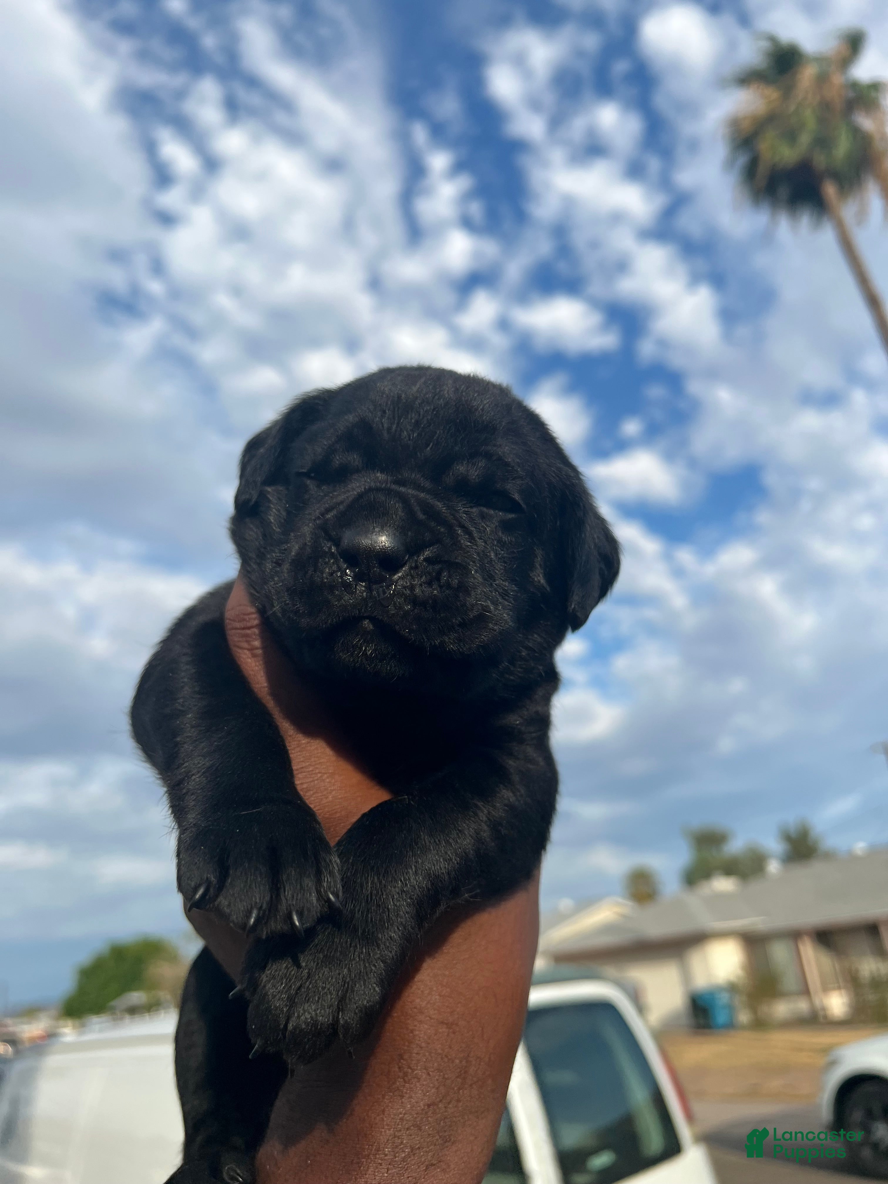 Cane Corso dogs panthera  - Ad 2