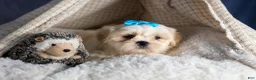 Shih Tzu dogs for sale: GUNNER - Ad 10