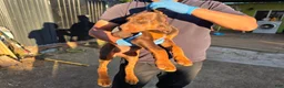 Doberman Pinscher dogs for sale: Doberman Pinscher Puppy 4 - Ad 2