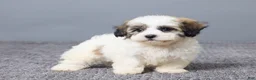 Teddy Bear dogs for sale: Lulu - Ad 4