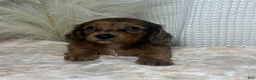 Miniature Dachshund dogs for sale: Tula  - Ad 3