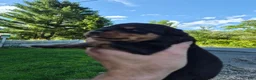 Rottweiler dogs for sale: Rottweiler 2 - Ad 4