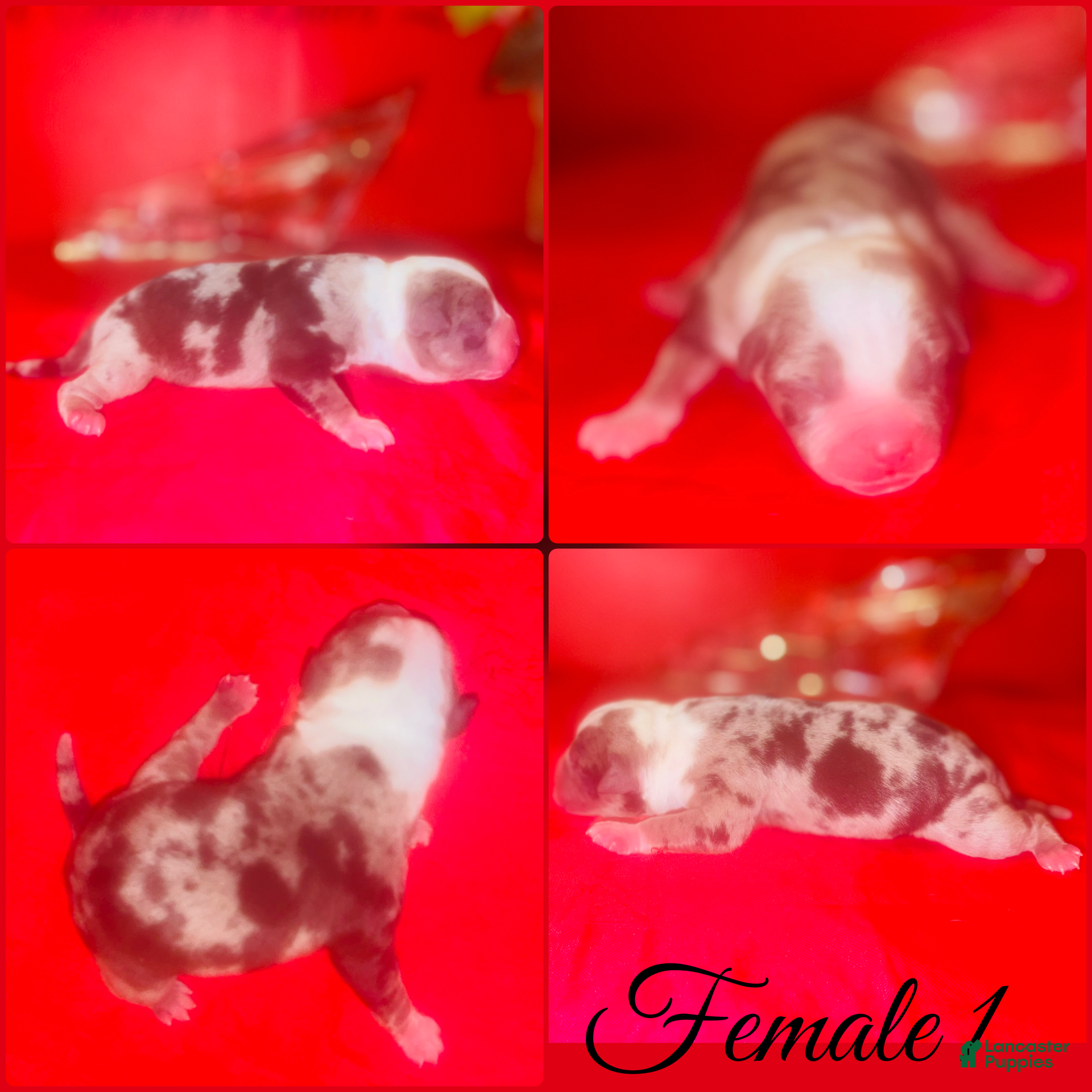 American Pit Bull Terrier