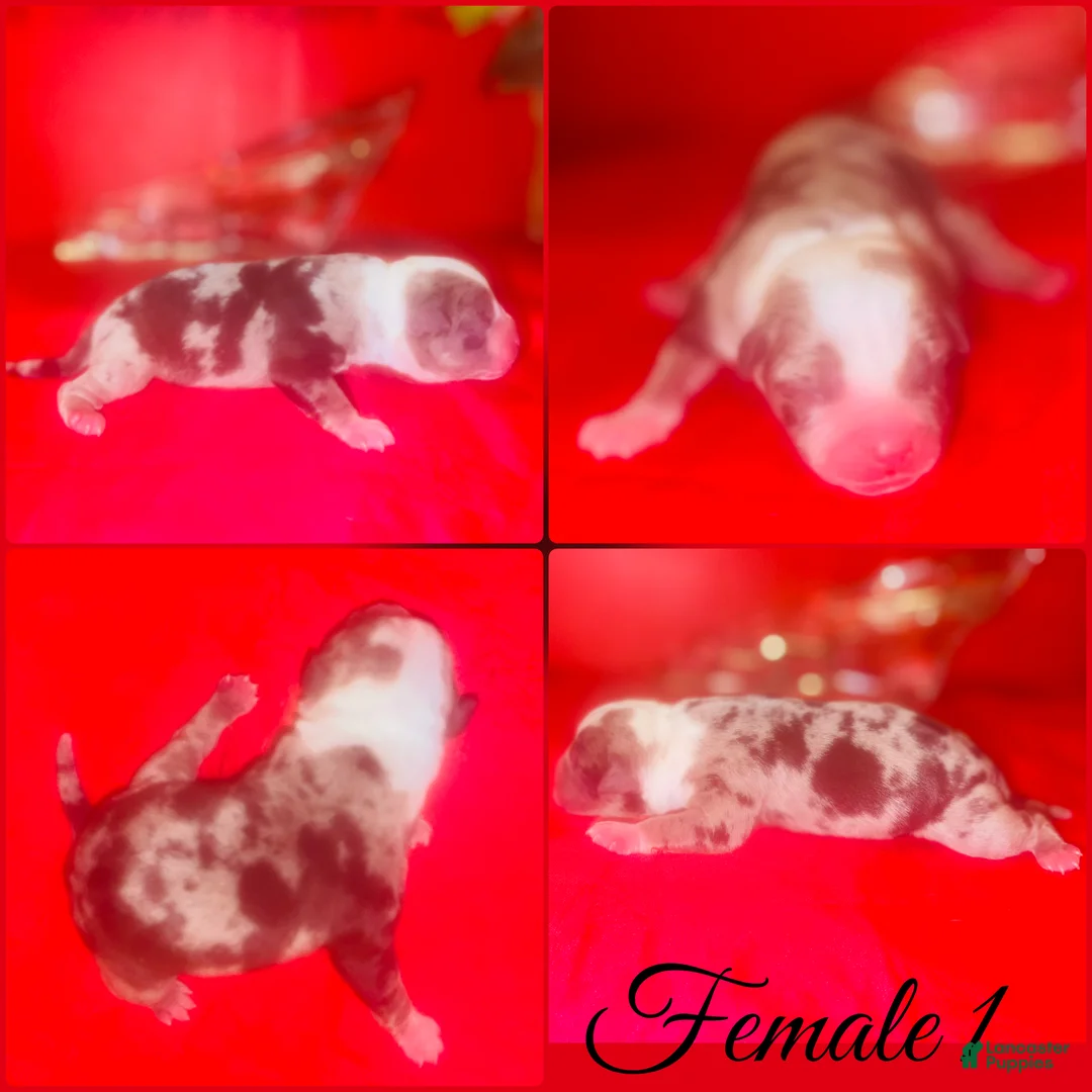American Pit Bull Terrier dogs for sale: Blue Merle American Bully Puppy female 1 - Ad 1