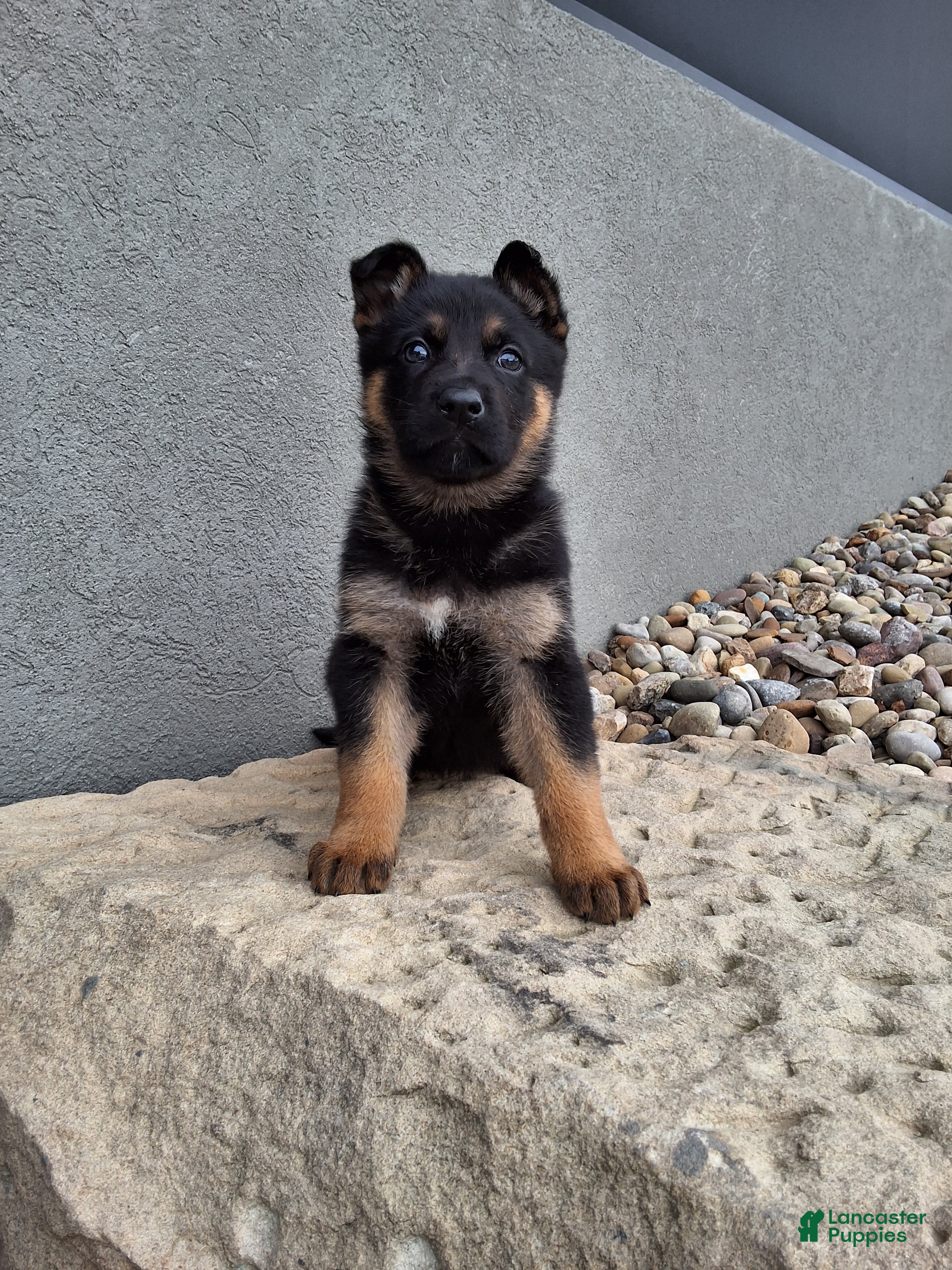 German Shepherd dogs Nikki - Ad 1