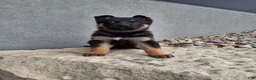 German Shepherd dogs for sale: Nikki - Ad 1