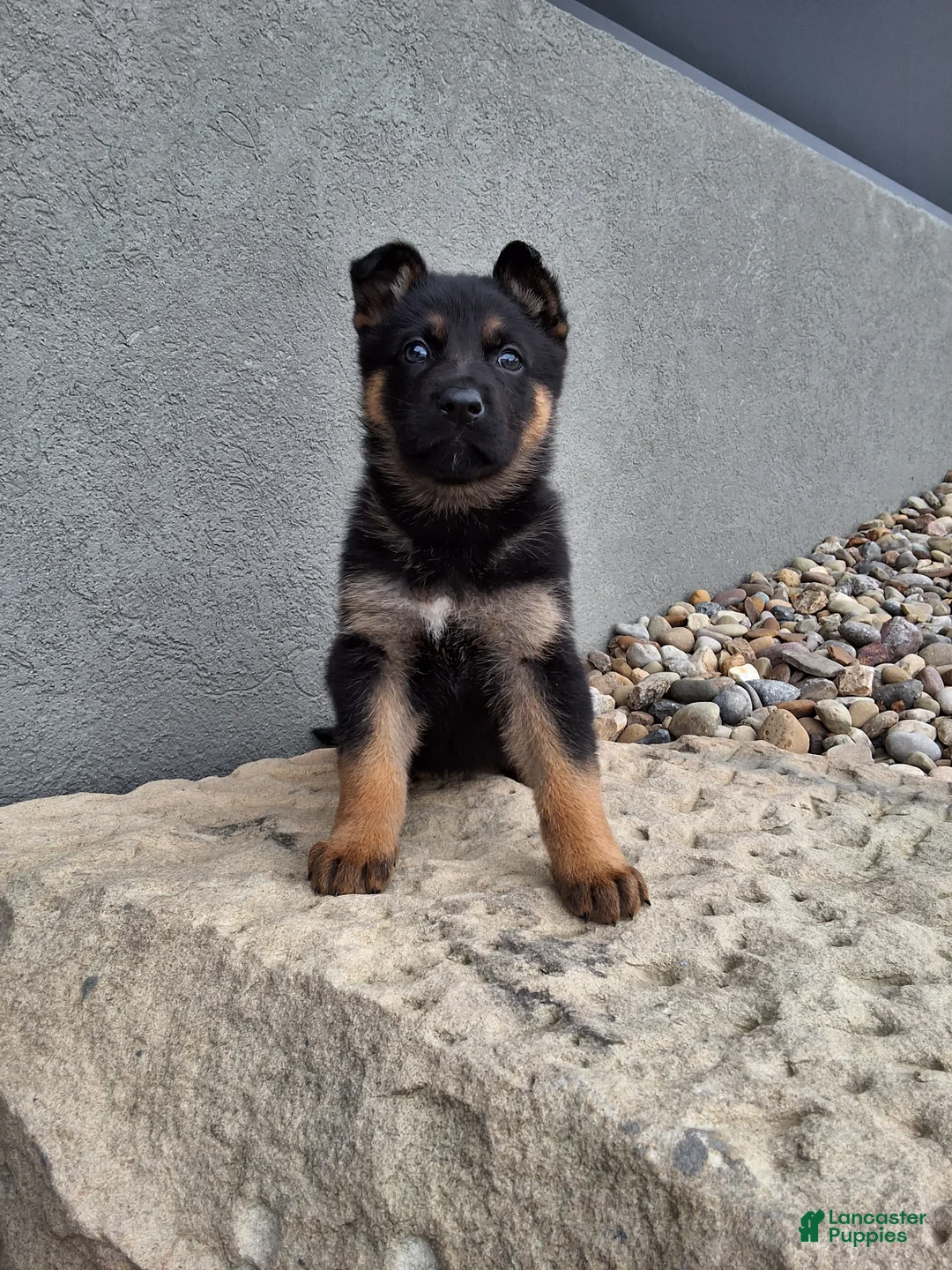 German Shepherd dogs for sale: Nikki - Ad 1