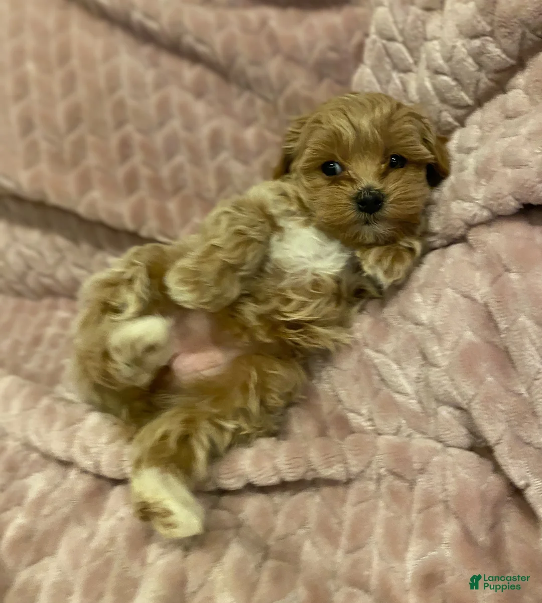 Maltipoo dogs for sale: ♥️LITTLE DARLING ♥️ - Ad 1