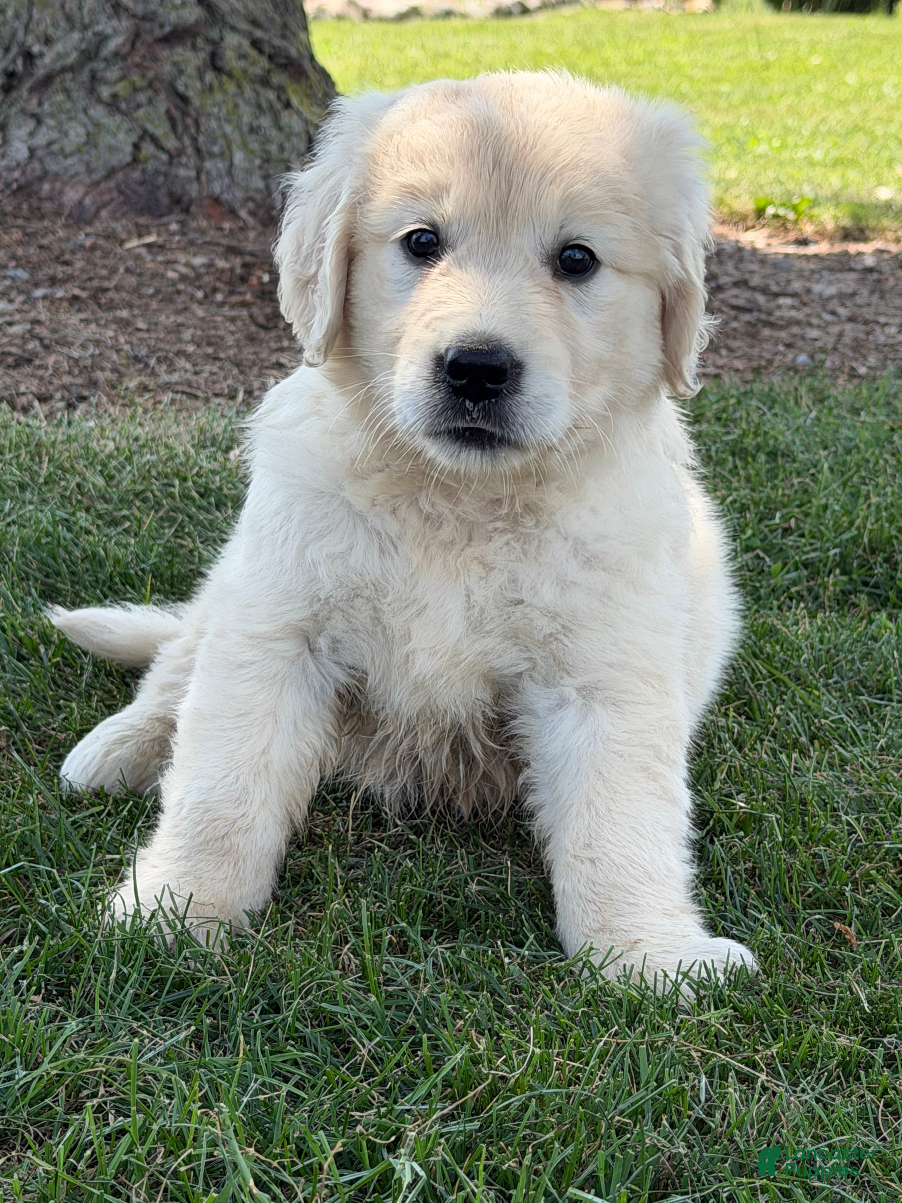 Golden Retriever dogs Papaya - Ad 1
