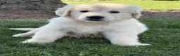 Golden Retriever dogs for sale: Papaya - Ad 1