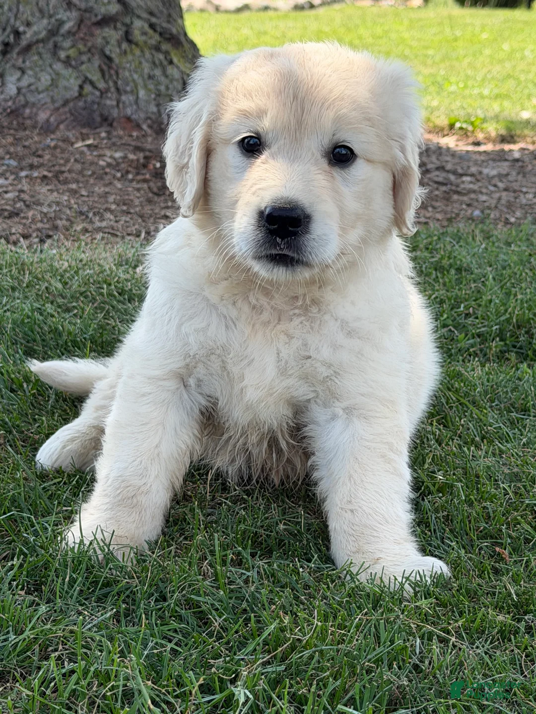 Golden Retriever dogs for sale: Papaya - Ad 1