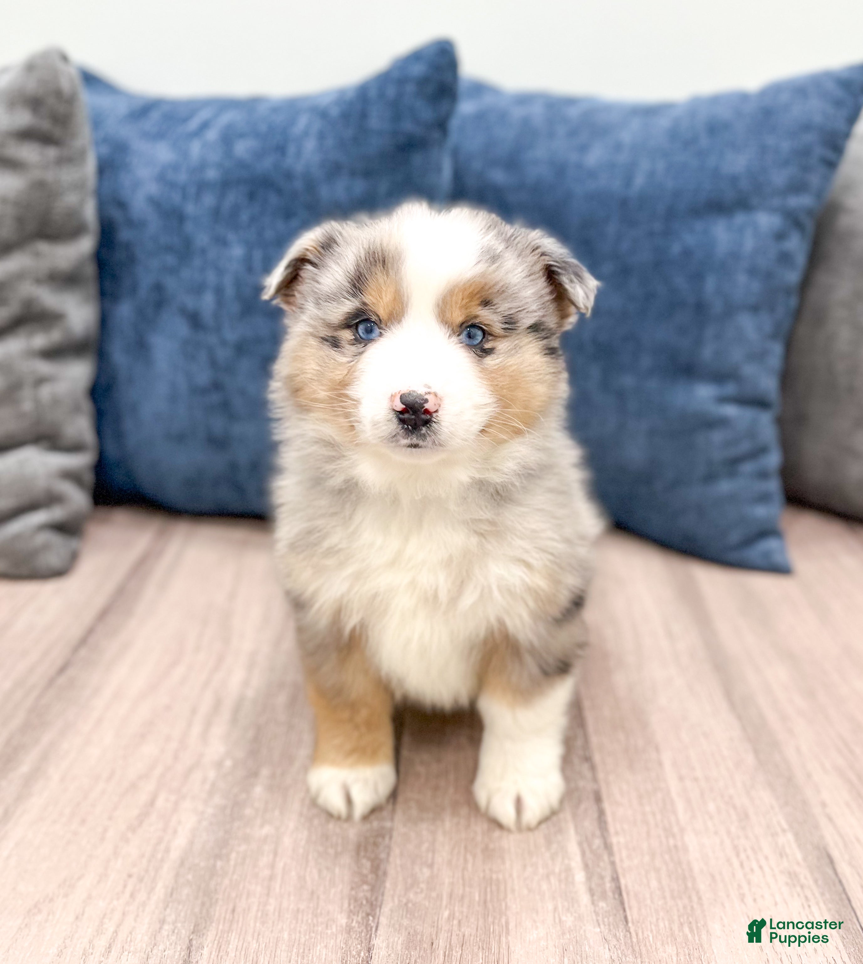 Miniature Australian Shepherd dogs Jackson - Ad 39