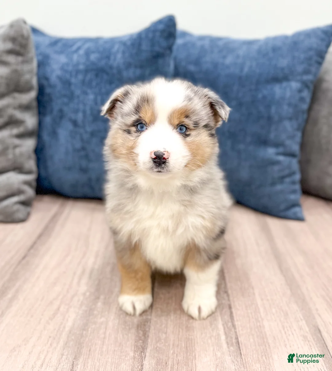 Miniature Australian Shepherd dogs for sale: Jackson - Ad 1