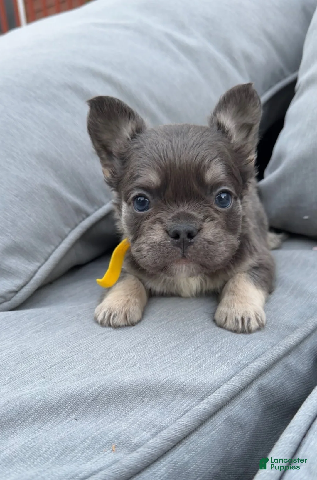 French Bulldog dogs for sale: Allen - Ad 2