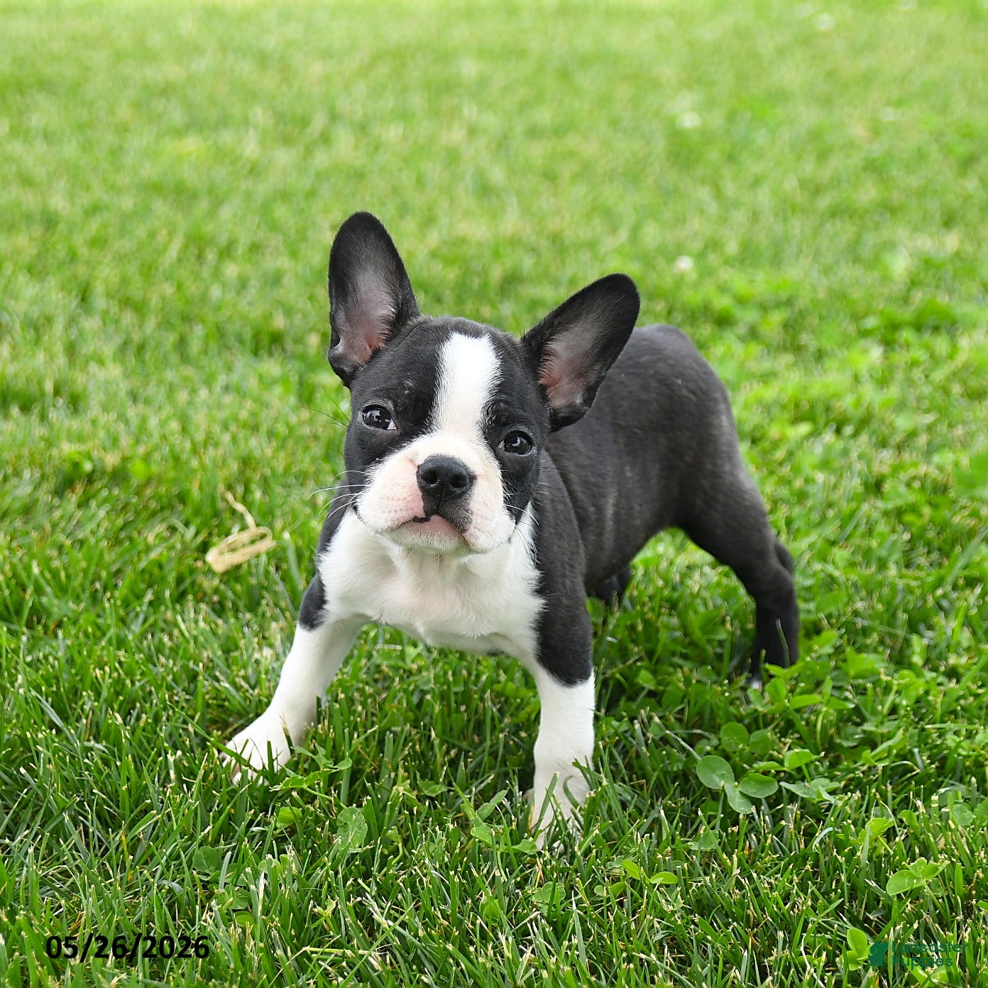 Boston Terrier dogs Evan - Ad 1