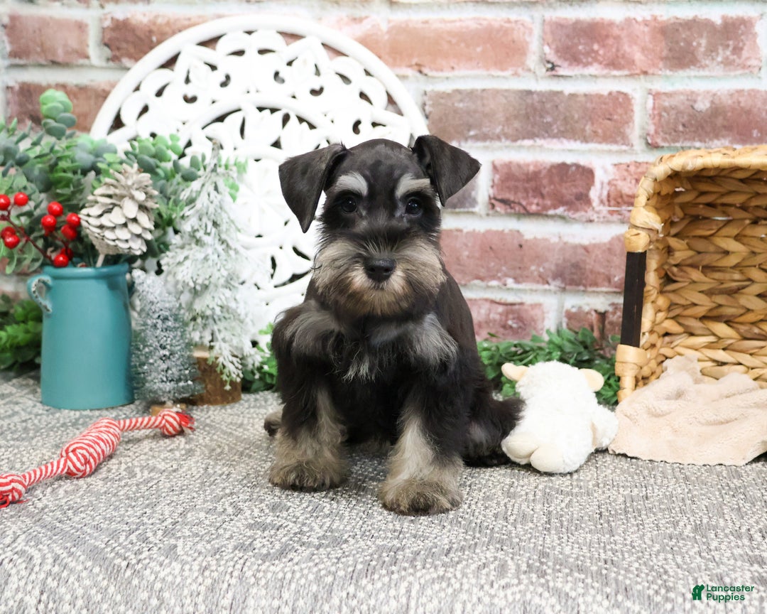 Miniature Schnauzer dogs for sale: Princeton - Ad 10