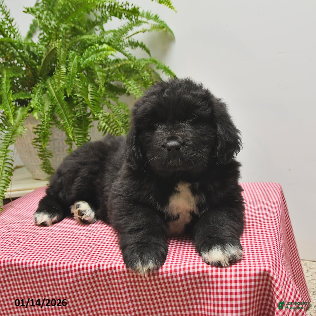 Newfoundland dogs for sale: Roger - Ad 4