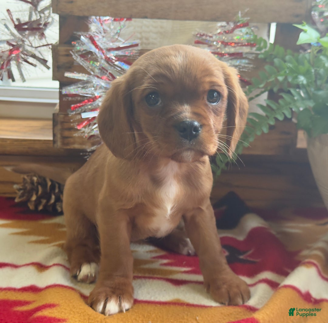 Mixed Breed dogs for sale: Sharla - Ad 9
