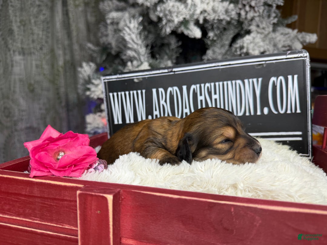 Miniature Dachshund dogs for sale: Shaded red - Ad 4
