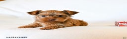 Yorkshire Terrier dogs for sale: Jo jo - Ad 3