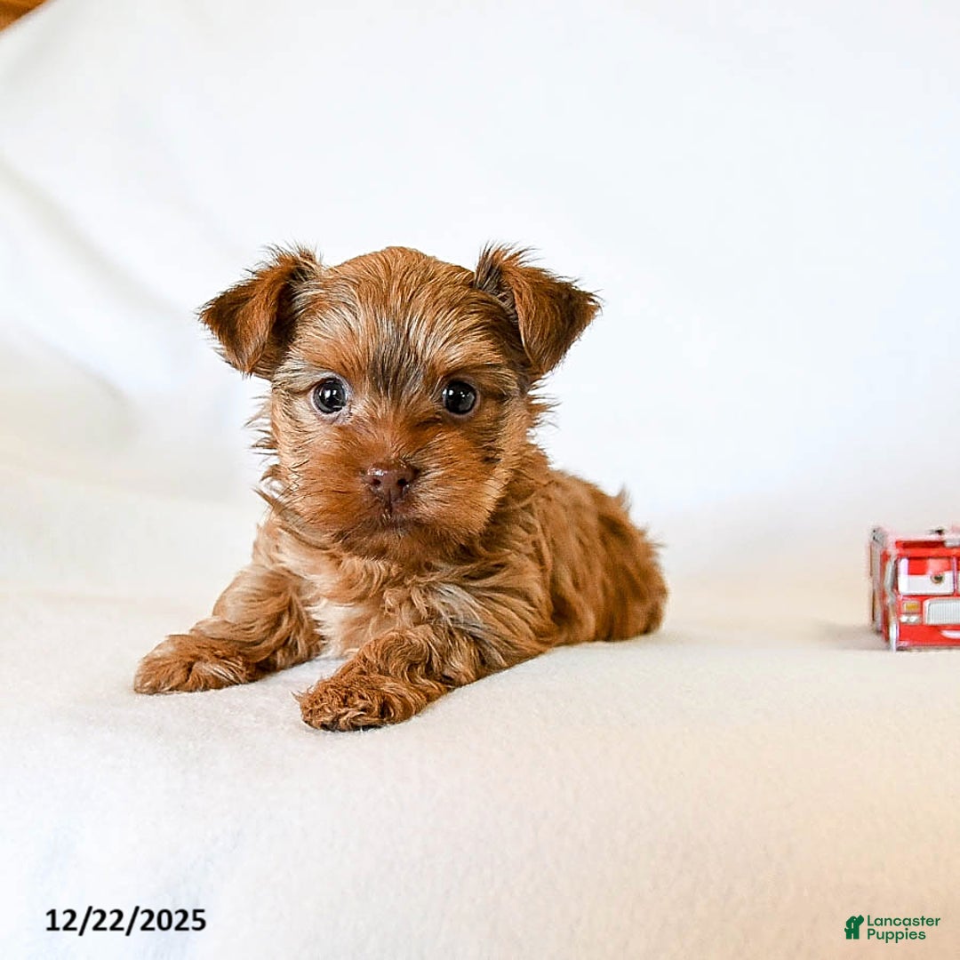 Yorkshire Terrier dogs for sale: Jo jo - Ad 3