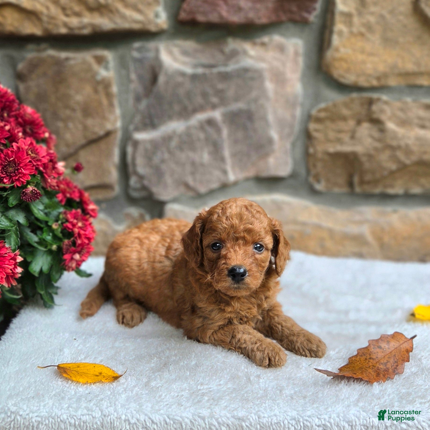 Cavapoo dogs for sale: Betsy - Ad 1
