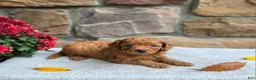 Cavapoo dogs for sale: Betsy - Ad 1
