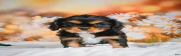 Cavalier King Charles Spaniel dogs for sale: Cavalier King Charles Spaniel Puppy 1 - Ad 6