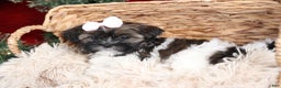 Shih Tzu dogs for sale: Penny - Ad 21