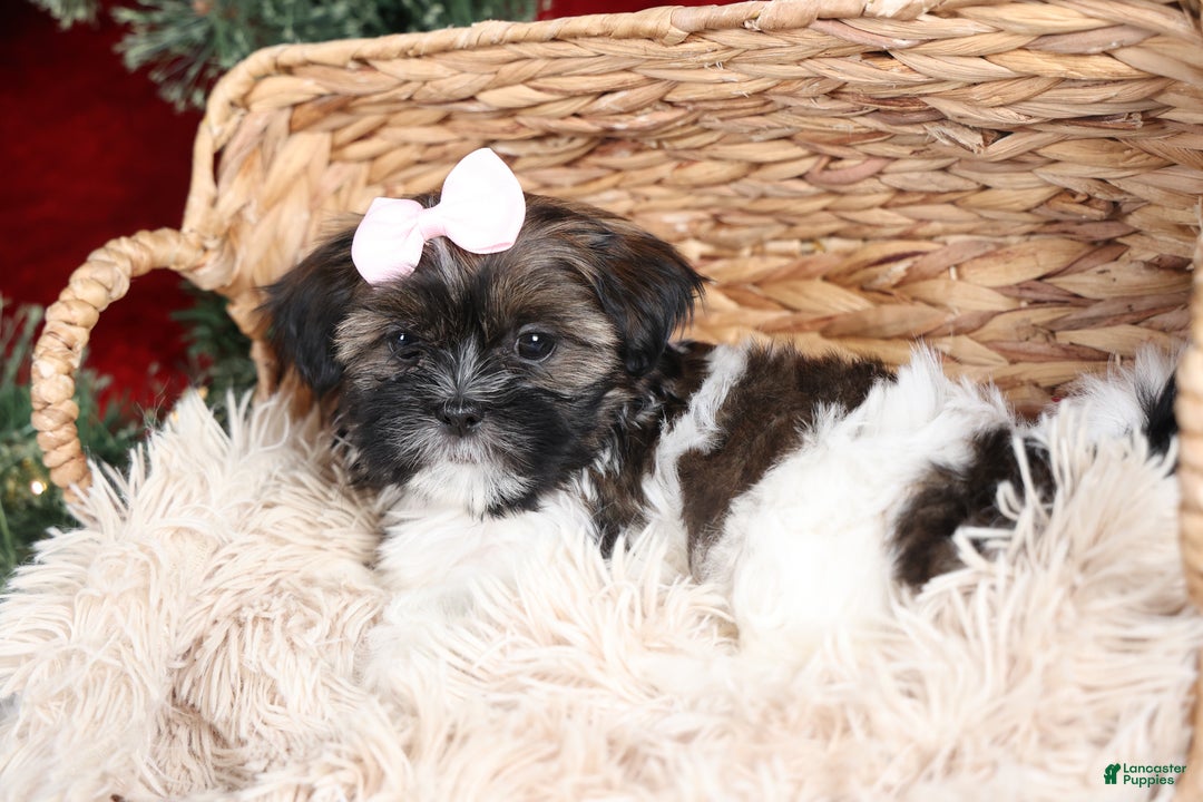 Shih Tzu dogs for sale: Penny - Ad 21