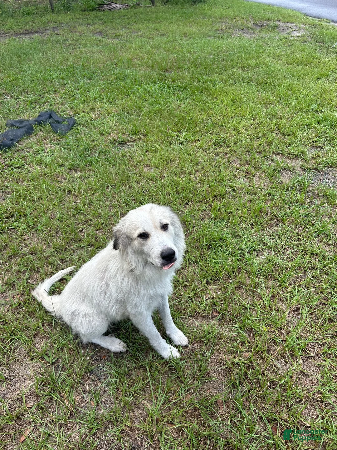 Mixed Breed dogs for sale: Mixed Breed 2 - Ad 3