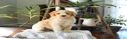 Standard Poodle dogs for sale: Dex  - Ad 4
