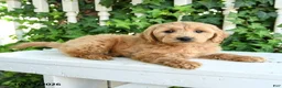 Mini Goldendoodle dogs for sale: Muffin - Ad 3