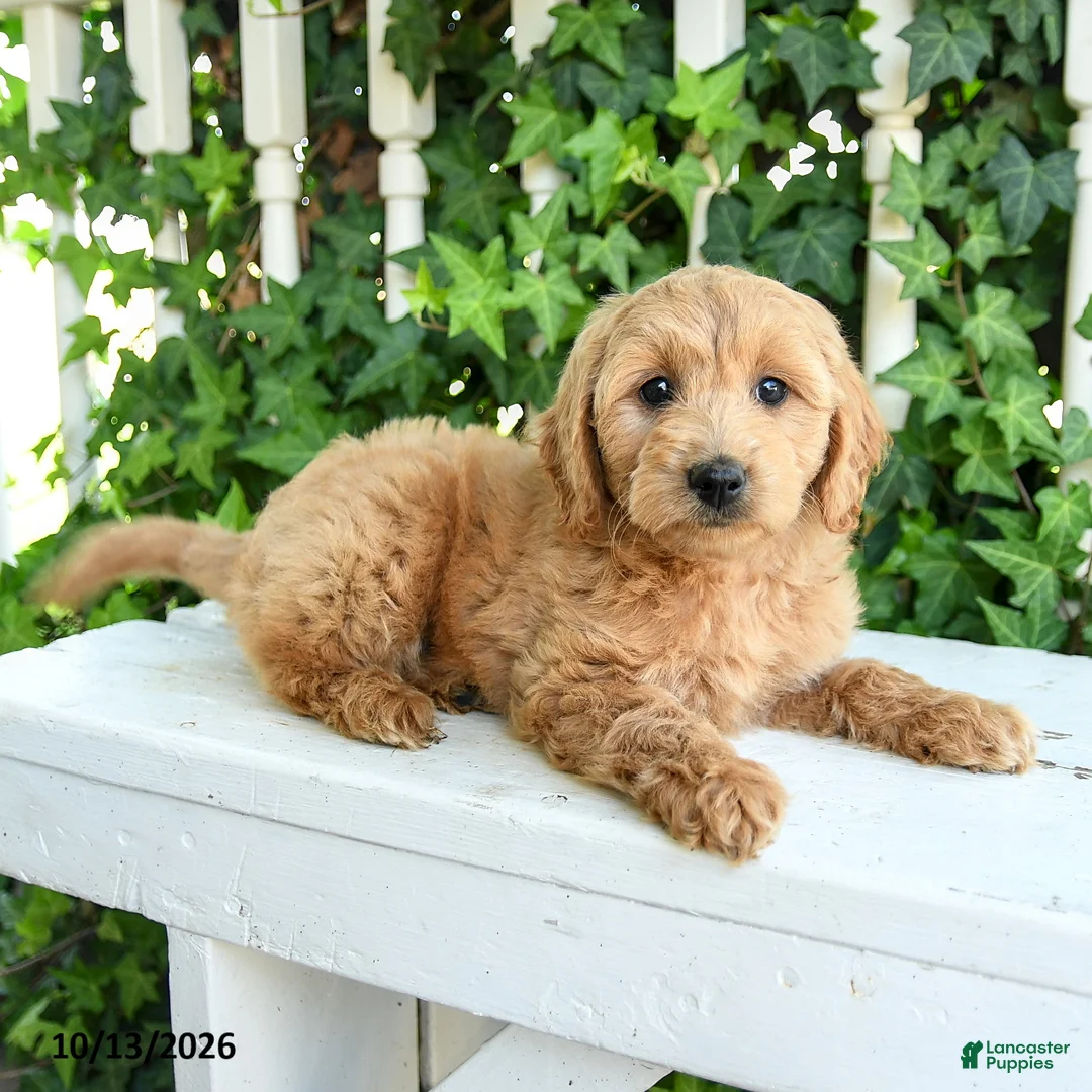 Mini Goldendoodle dogs for sale: Muffin - Ad 3