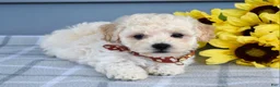 Bichpoo dogs for sale: Scotty - Ad 8