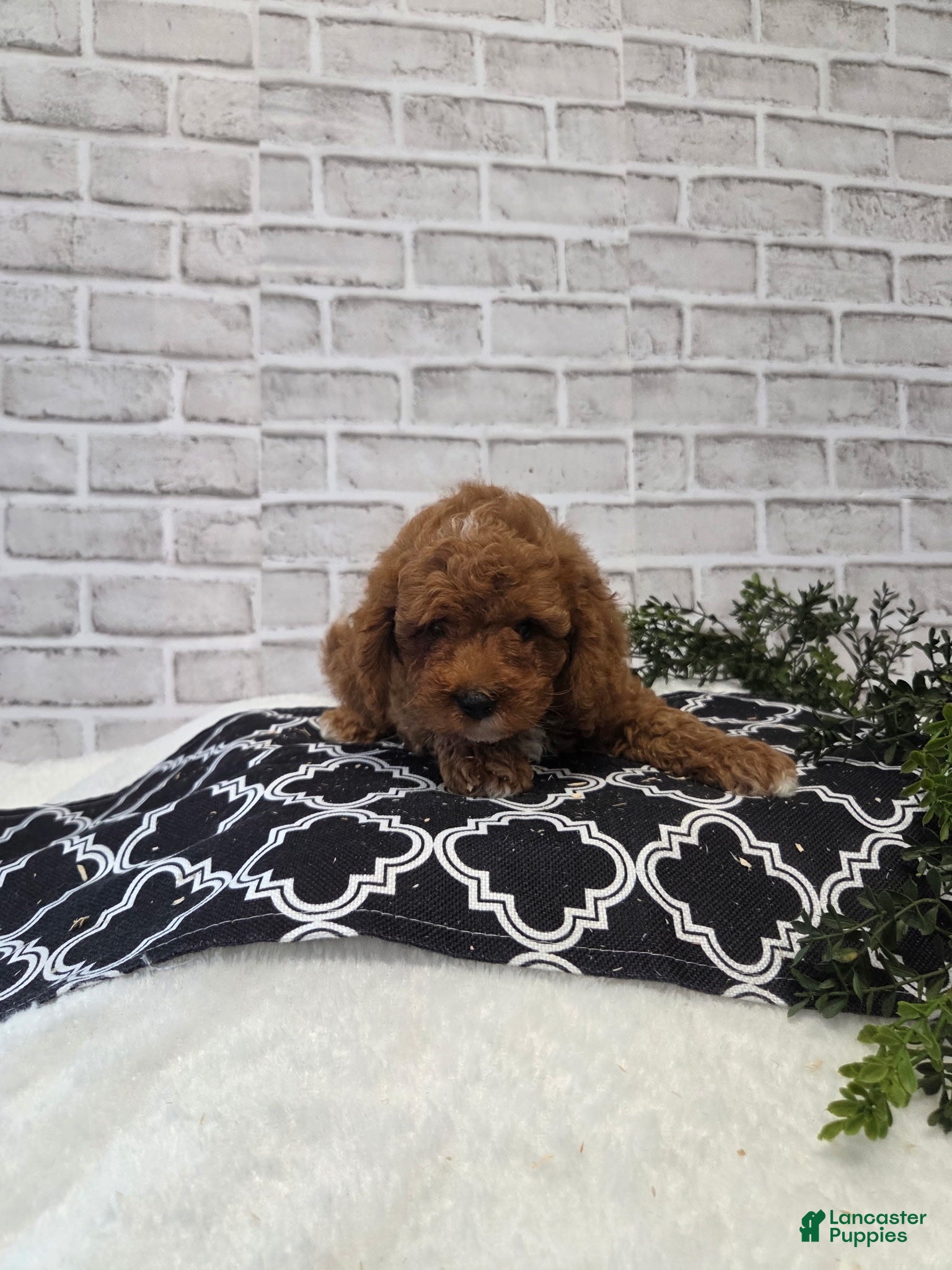 Cavapoo dogs Tiger - Ad 11