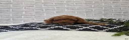 Cavapoo dogs for sale: Tiger - Ad 1