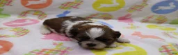 Shih Tzu dogs for sale: Jaden - Ad 4