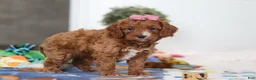 Cavapoo dogs for sale: Brielle - Ad 4