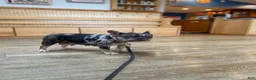 French Bulldog dogs for sale: Cookie - Ad 4