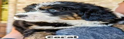 Bernedoodle dogs for sale: Coral - Ad 8